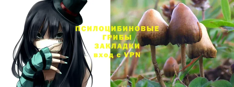 где купить наркоту  Кирово-Чепецк  Галлюциногенные грибы Psilocybe 